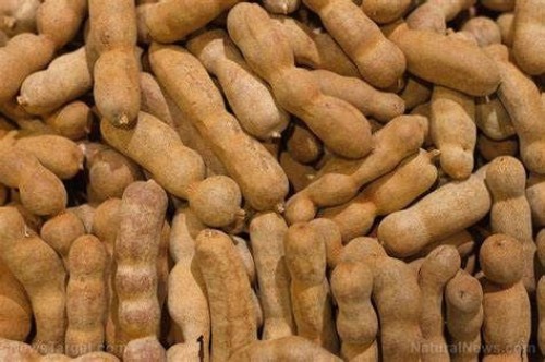 TAMARIND SEED (Tamarindus indica L)