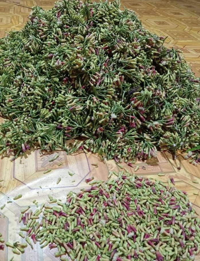 CLOVE STEMS (Syzygium aromaticum pedicellus )