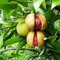 NUTMEG (Myristica fragrans)