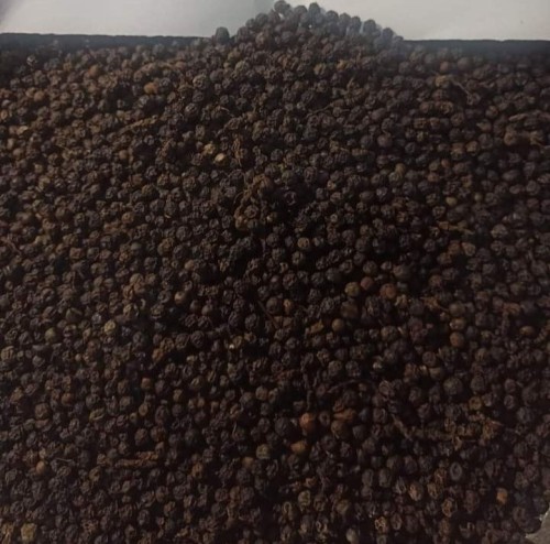 BLACK PEPPER (Piper nigrum)