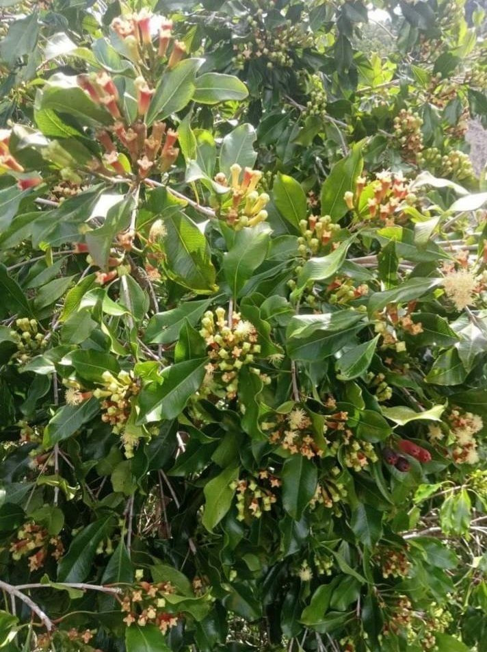 CLOVES (Syzygium aromaticum)