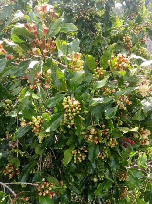 CLOVES (Syzygium aromaticum)