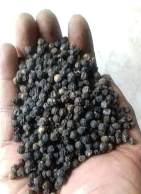 BLACK PEPPER (Piper nigrum)