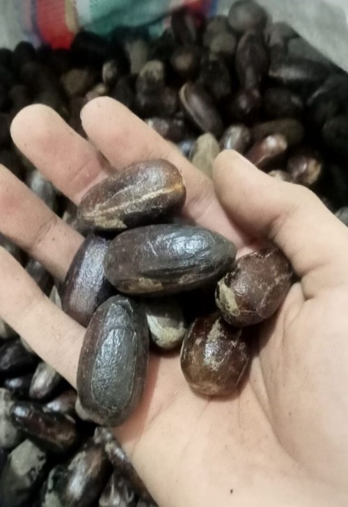 NUTMEG (Myristica fragrans)