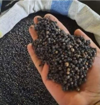 BLACK PEPPER (Piper nigrum)