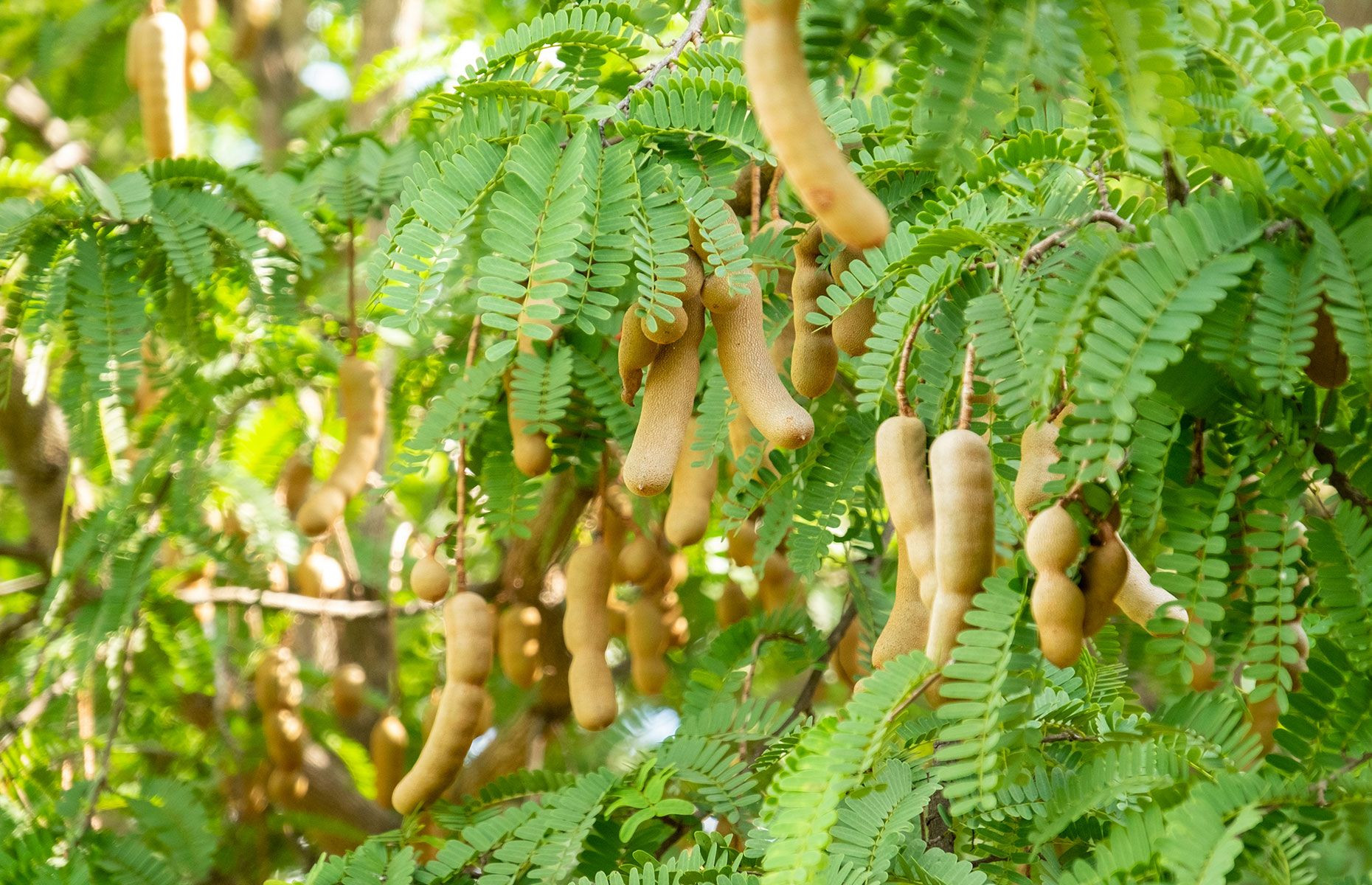 TAMARIND SEED (Tamarindus indica L)