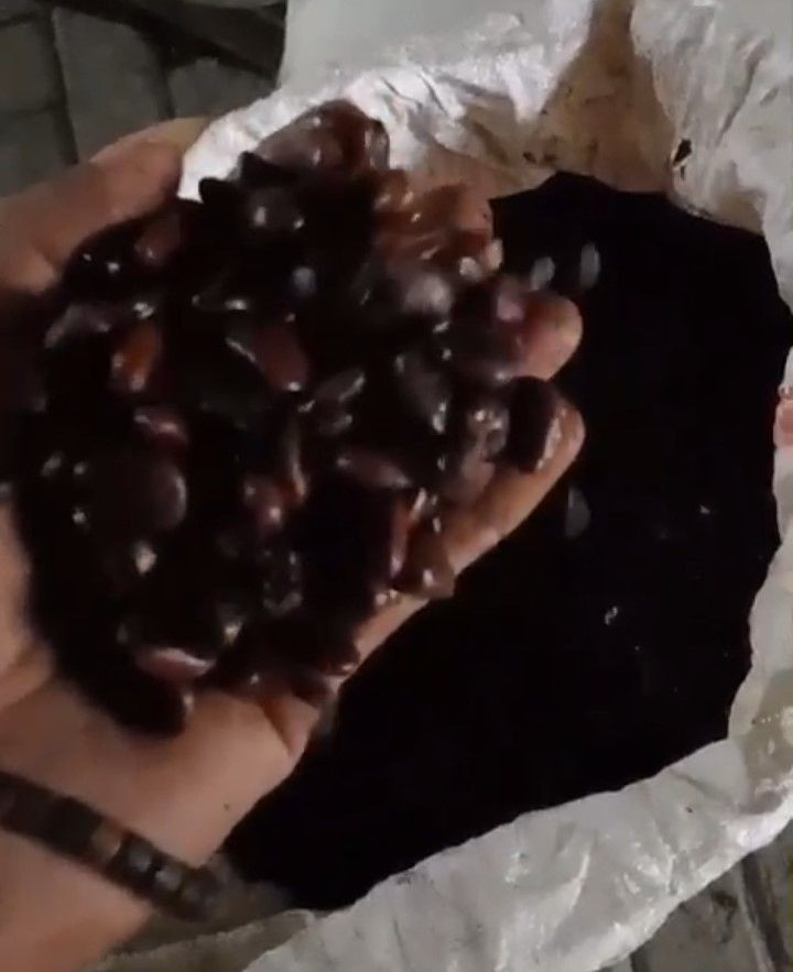 TAMARIND SEED (Tamarindus indica L)