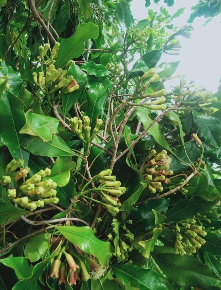 CLOVE STEMS (Syzygium aromaticum pedicellus )