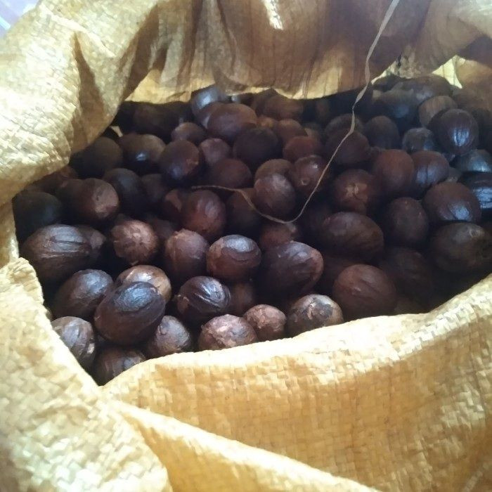 NUTMEG (Myristica fragrans)