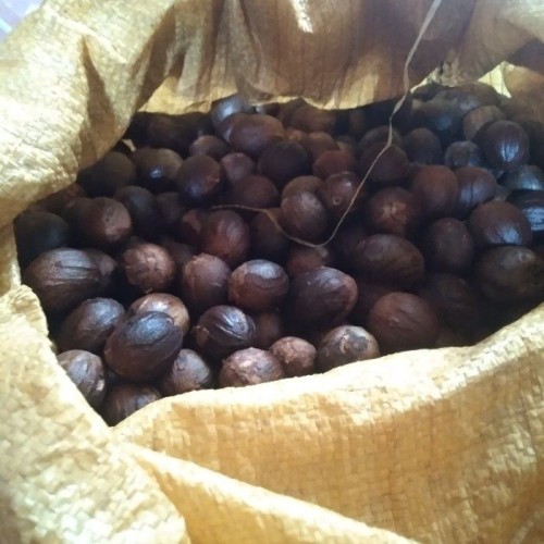 NUTMEG (Myristica fragrans)