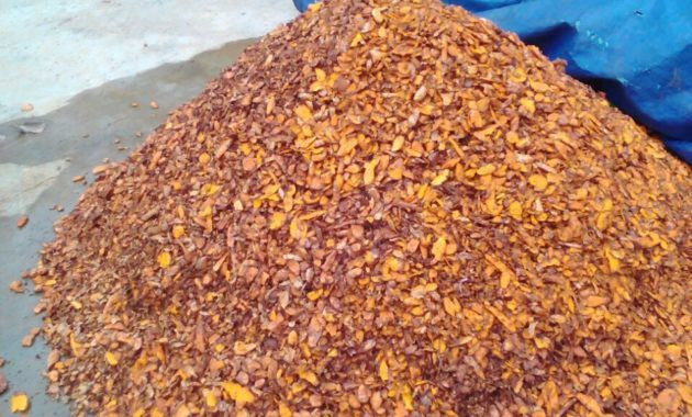 TURMERIC ( Curcuma longa )