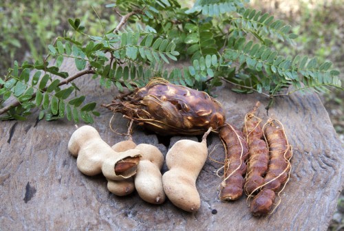 TAMARIND SEED (Tamarindus indica L)