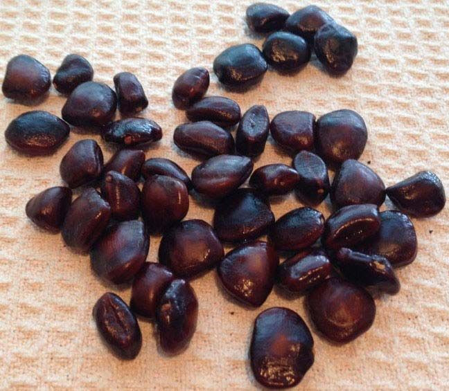 TAMARIND SEED (Tamarindus indica L)