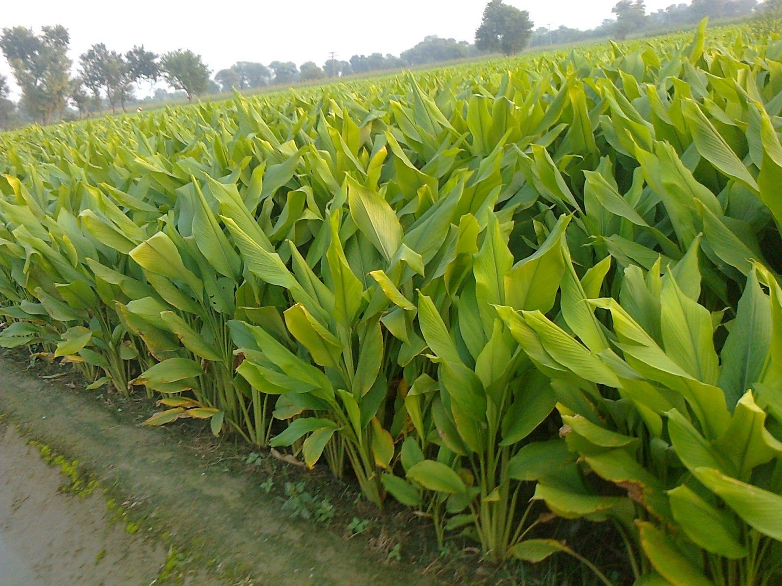 TURMERIC ( Curcuma longa )