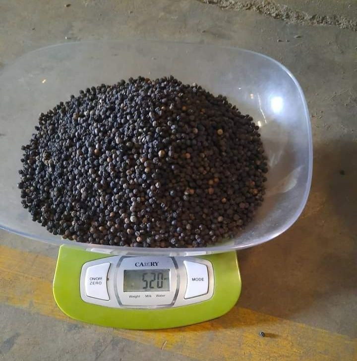 BLACK PEPPER (Piper nigrum)