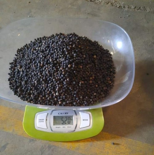 BLACK PEPPER (Piper nigrum)